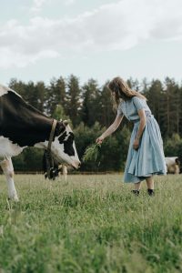 Frau die Kuh ein Gras anbietet, auf einem Feld, sie trägt ein blaues Kleid