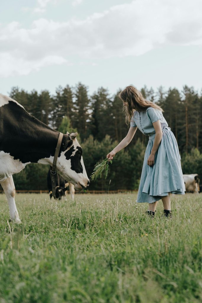 Frau die Kuh ein Gras anbietet, auf einem Feld, sie trägt ein blaues Kleid