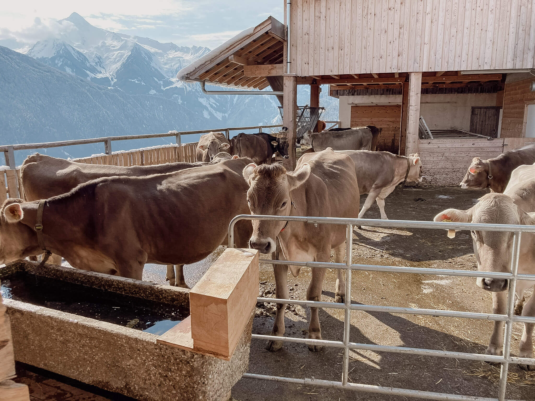 Kühe in einem Bergstall mit Alpenpanorama im Hintergrund.