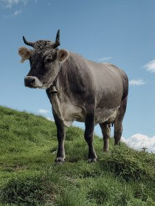 Landwirt:in füttert eine gesunde Kuh auf einem regionalem Bauernhof in Hippach, Tirol, symbolisierend nachhaltige Landwirtschaft und regionale Wertschöpfung