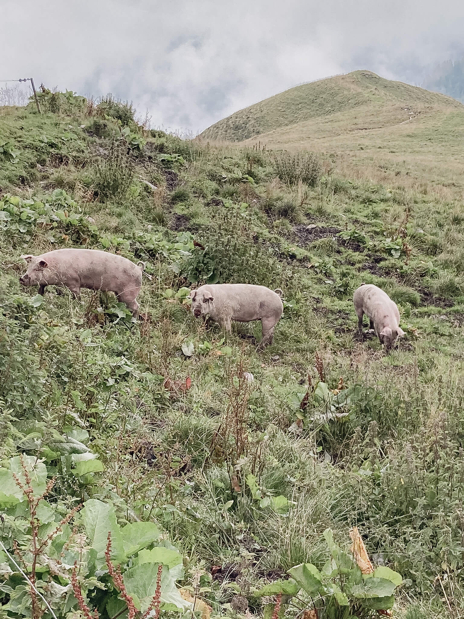 Landwirt:in während der Erntearbeit auf grünem Feld mit moderner Landmaschinerie, symbolisiert regionale, nachhaltige Landwirtschaft und genossenschaftliches Arbeiten